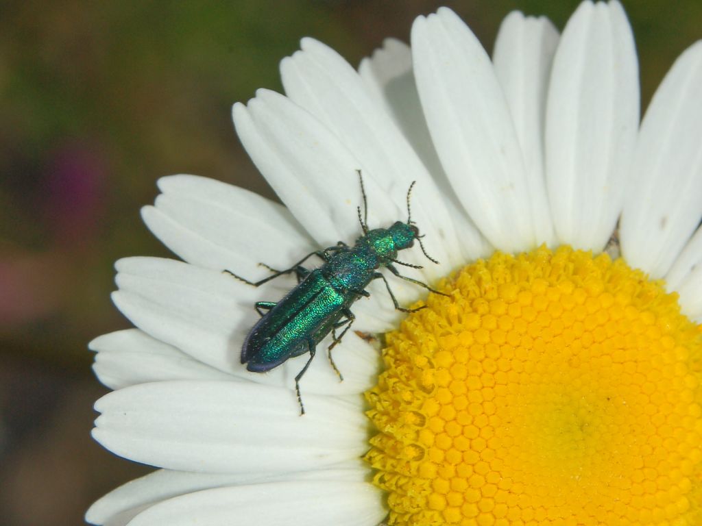 Psilothrix viridicoeruleus